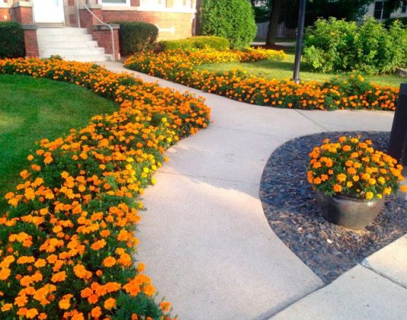 Flores de bajo crecimiento para macizos de flores que florecen durante todo el verano.