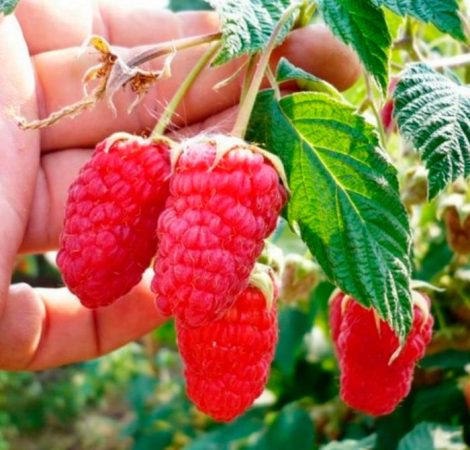 Frambuesa de fructificación continua: foto, plantación, cuidados, cultivo, descripción, tipos