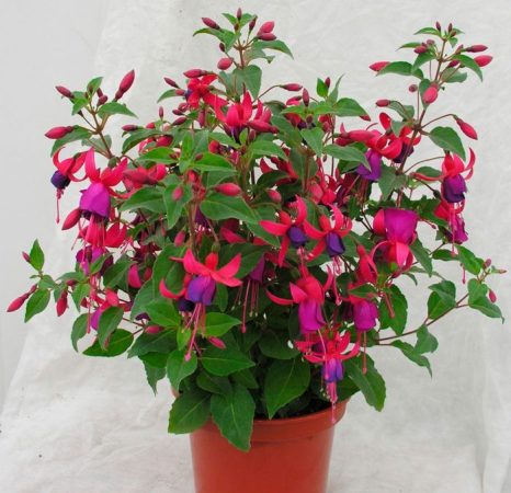 Fucsia - foto, cuidados, especie, descripción, propagación, planta de interior