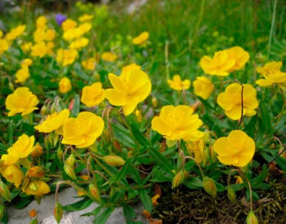 Girasol - foto, cuidados, especies, descripción, propagación