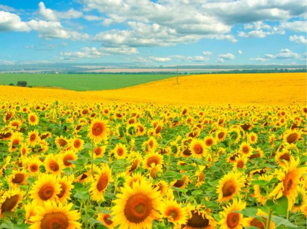 Girasol - foto, plantación, cuidados, cultivo