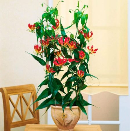 Gloriosa - foto, cuidados, especie, descripción, propagación, planta de interior