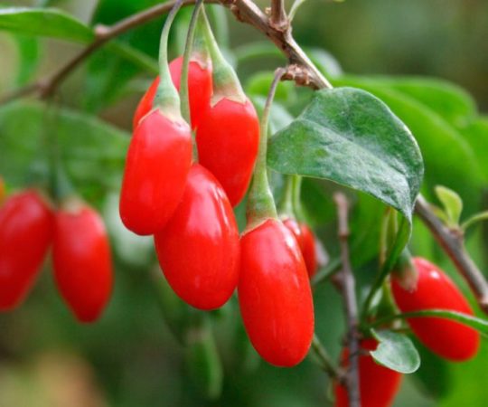Goji - foto, cuidados, tipos, descripción, propagación