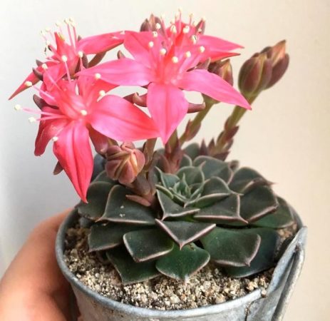 Graptopetalum - foto, cuidados, especie, descripción, propagación, planta de interior