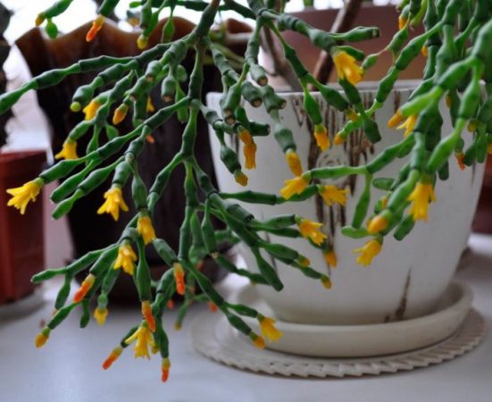 Hatiora - foto, cuidados, especie, descripción, propagación, planta de interior