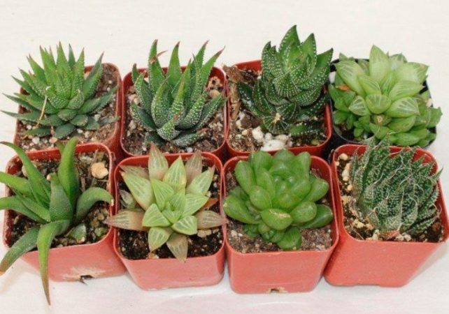 Haworthia – foto, cuidados, especie, descripción, propagación, planta de interior