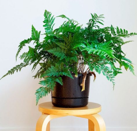 Helecho Davallia - foto, cuidados, especie, descripción, reproducción, planta de interior
