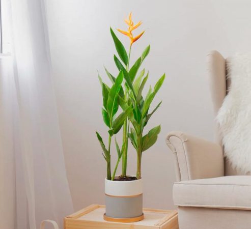 Heliconia – foto, cuidados, especie, descripción, propagación, planta de interior