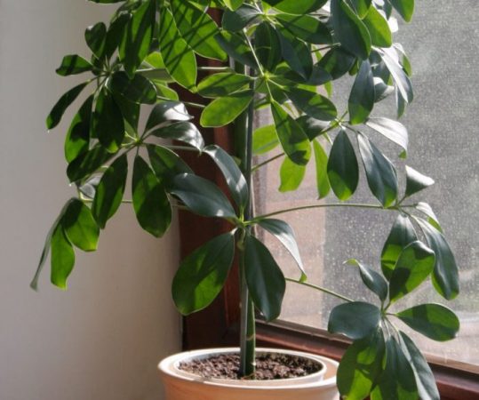Heptapleurum - foto, cuidados, especie, descripción, propagación, planta de interior