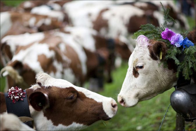 Hermosos apodos para vacas