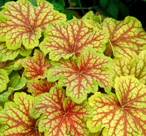 Heuchera - foto, cuidados, especie, descripción, reproducción