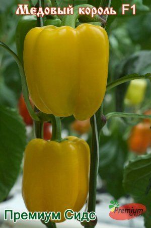 Híbridos de pimiento dulce premium para cultivo en campo abierto
