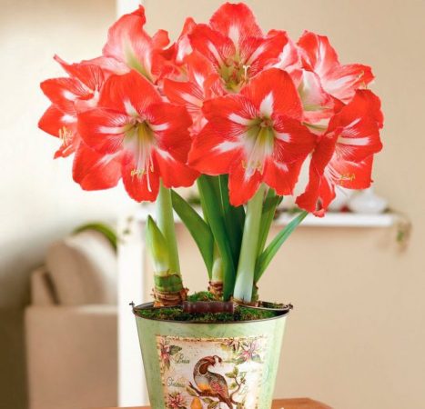 Hippeastrum – foto, cuidados, especie, descripción, propagación, planta de interior