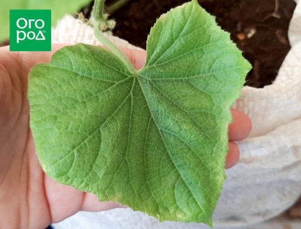 Hojas pálidas en pepinos, cómo alimentarlas