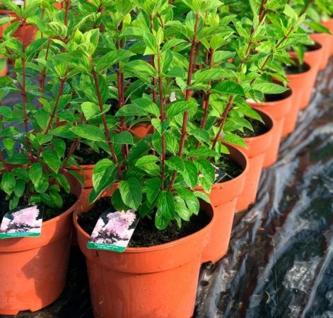 Hortensia Diamante Rosa - foto, cuidados, especies, descripción, propagación