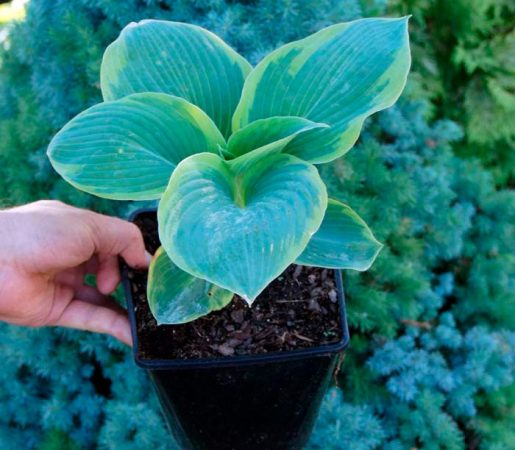 Hosta Francis Williams - foto, cuidados, especie, descripción, propagación