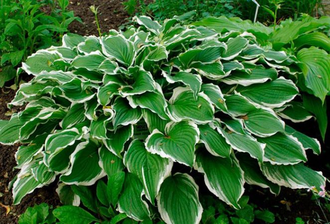 Hostas - fotos, cuidados, especies, descripción, propagación