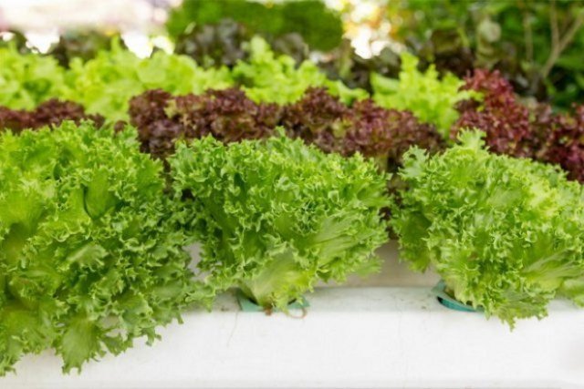 Huerto en el balcón: qué se puede cultivar en un mes. Parte 1