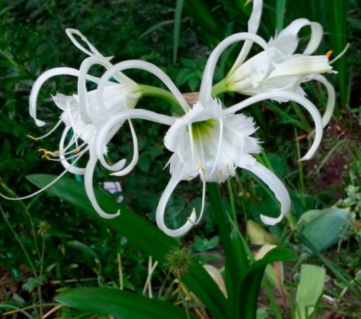 Hymenocallis - foto, cuidados, especie, descripción, propagación, planta de interior