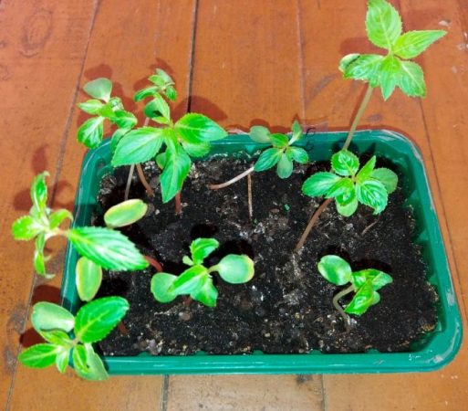 Impatiens Tom Thumb - foto, cuidados, especies, descripción, propagación