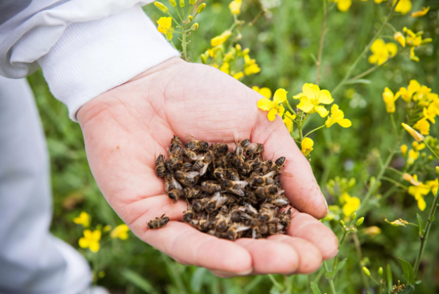 Infusión de abeja muerta: recetas, ¿para qué sirve?