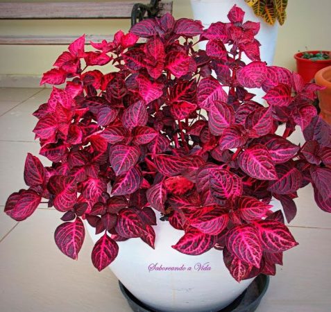 Iresina - foto, cuidados, especie, descripción, propagación, planta de interior