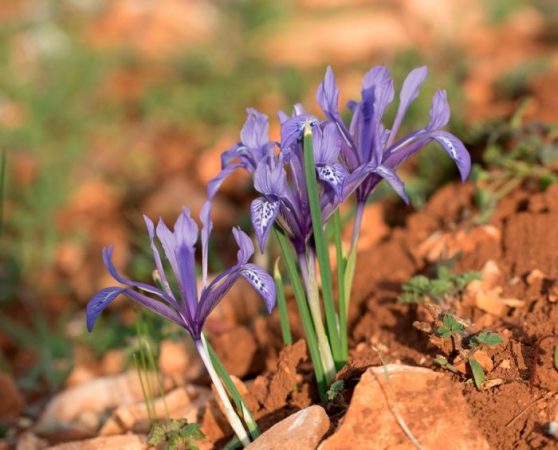 Iris reticulata (Iridodictyum): foto, cuidados, especie, descripción, reproducción
