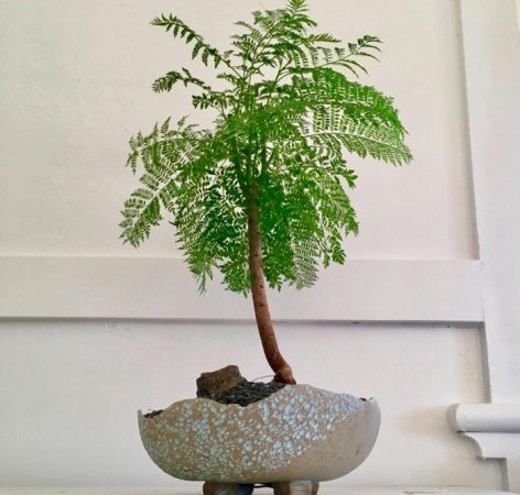 Jacaranda - foto, cuidados, especie, descripción, propagación, planta de interior