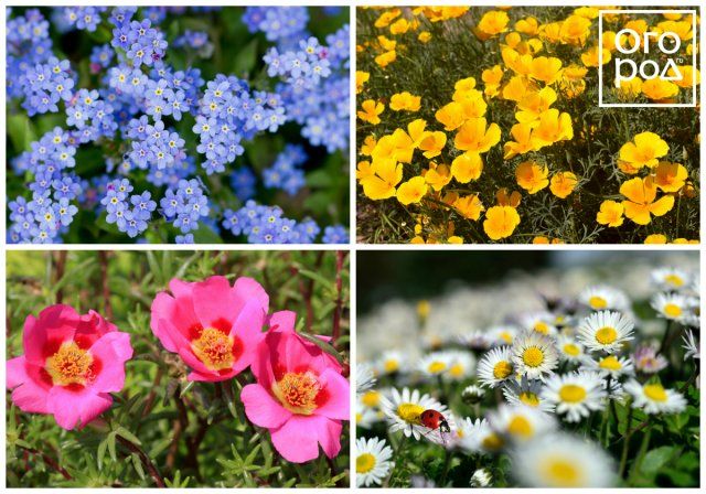 Jardín decorativo, o cómo cultivar flores y verduras en un mismo huerto