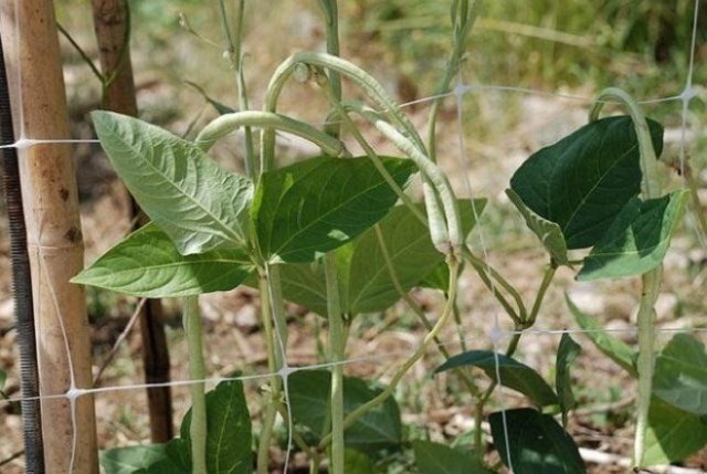 Judías verdes: cultivo, cuidados, mejores variedades