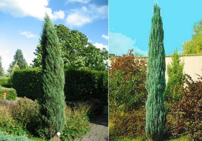 Juniperus rocoso - foto, cuidados, especies, descripción, propagación