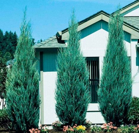 Juniperus spp.: foto, plantación, cuidados, cultivo, descripción, tipos