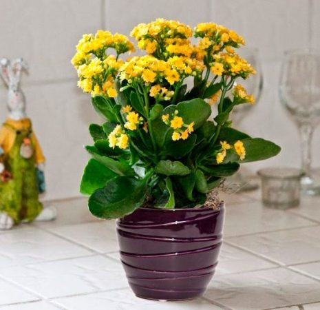 Kalanchoe blossfeldiana - foto, cuidados, especie, descripción, propagación, planta de interior