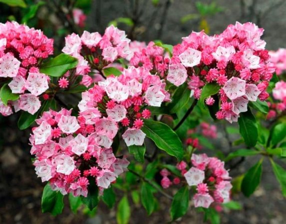 Kalmia - foto, plantación, cuidados, cultivo, descripción, tipos