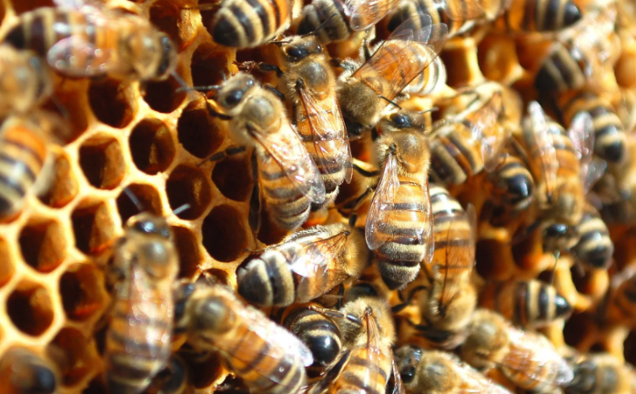 Familia de abejas
