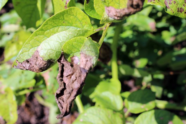 phytophthora
