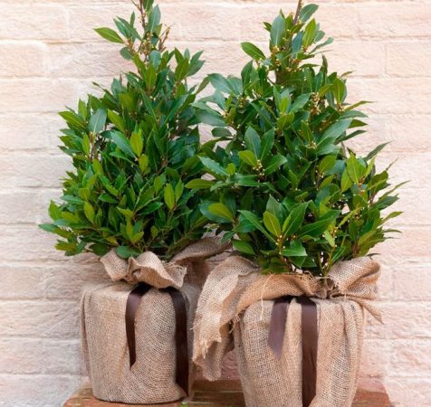 Laurel - foto, cuidados, especie, descripción, propagación, planta de interior