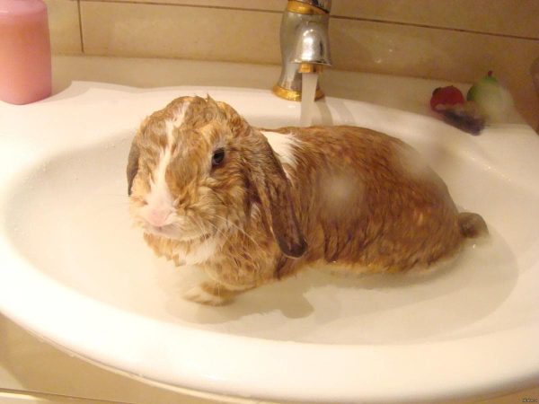 Lavando un conejo decorativo