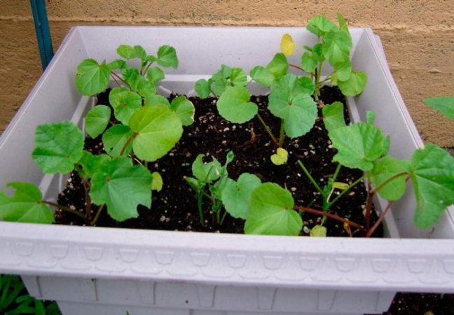 Lavatera - foto, cuidados, especies, descripción, propagación