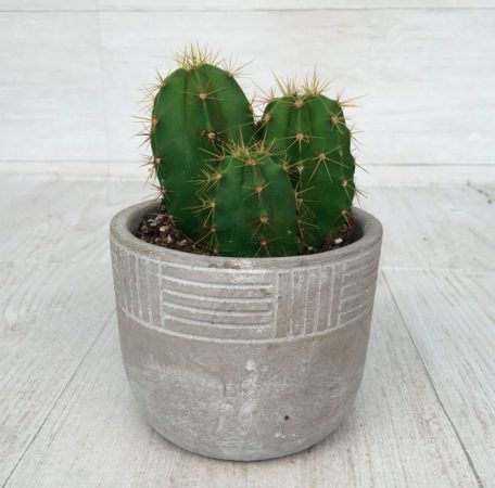 Lemerocereus - foto, cuidados, especie, descripción, reproducción, planta de interior