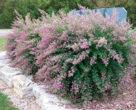 Lespedeza - foto, plantación, cuidado, cultivo, descripción, tipos