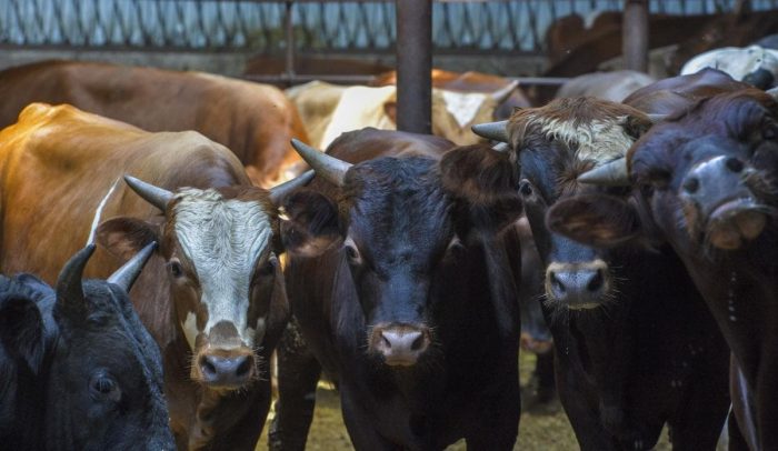 Leucemia en vacas