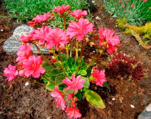 Lewisia - foto, cuidados, especie, descripción, reproducción