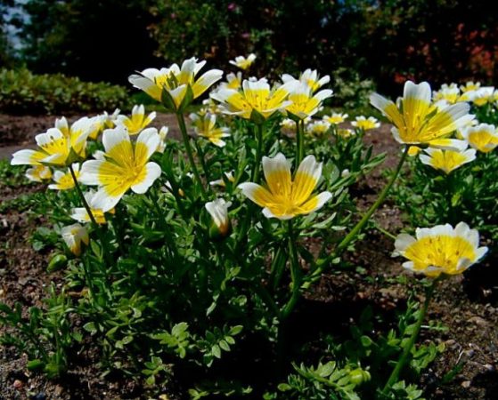 Limnanthes - foto, cuidados, especie, descripción, reproducción