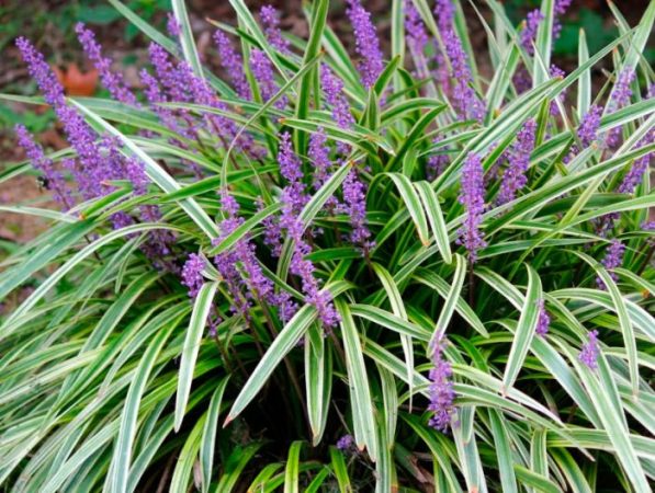 Liriope - foto, cuidados, especie, descripción, reproducción