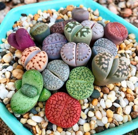 Lithops (Piedras vivas): foto, cuidados, especies, descripción, propagación, planta de interior