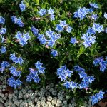 Litodora - foto, cuidados, especie, descripción, reproducción