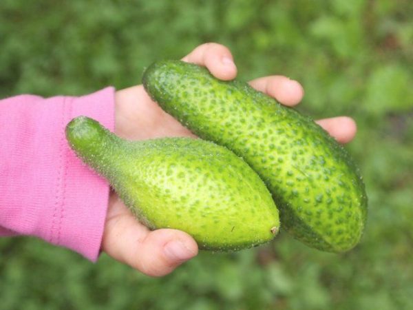 Lo que les falta a los pepinos, o por qué crecen torcidos