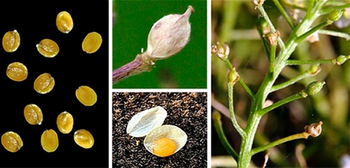 Lobularia - foto, cuidados, especie, descripción, reproducción