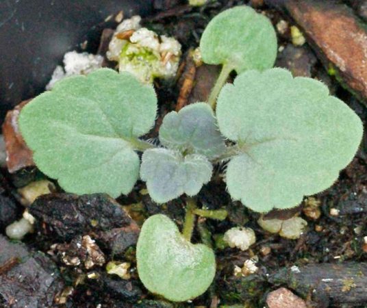 Lophanthus (agastache) - foto, cuidados, especie, descripción, reproducción